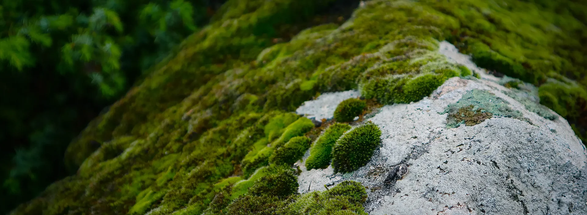 Moss and rock as natural carbon dioxide reservoirs.