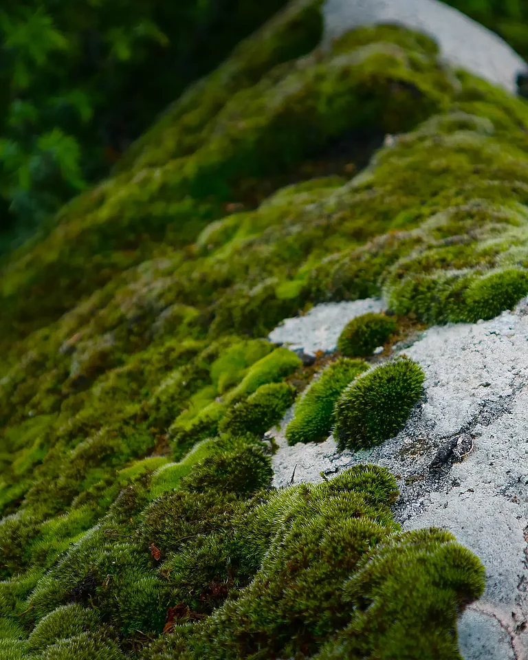 Moss and rock as natural carbon dioxide reservoirs.